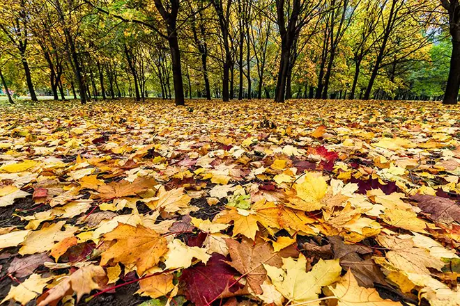 Фотография Стефано Тиоццо "Осенние листья" 'Фотография Стефано Тиоццо